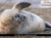 Donna Nook Seals By Paul Linton