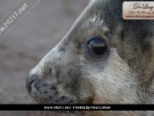 Donna Nook Seals By Paul Linton