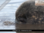 Donna Nook Seals By Paul Linton