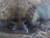 Donna Nook Seals By Paul Linton