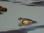 Donna Nook Seals By Paul Linton