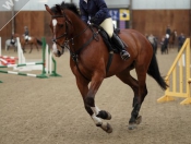 Showjumping @ Tickton Hall Stables