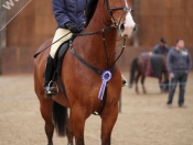 Showjumping @ Tickton Hall Stables