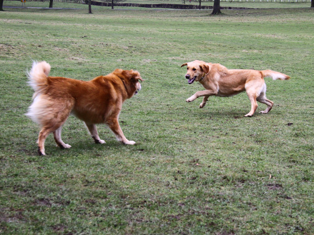 Goldie_hearing_dog_beverley_westwood