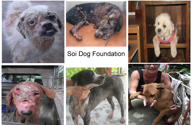 Soi Dog Foundation