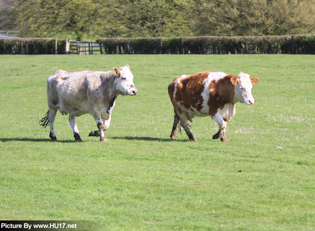 livestock cattle