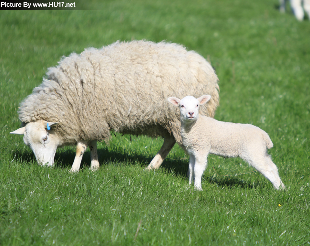 livestock sheep