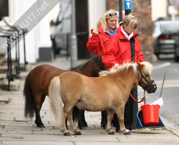 ponies in Beverley Shetland Minature Ponies