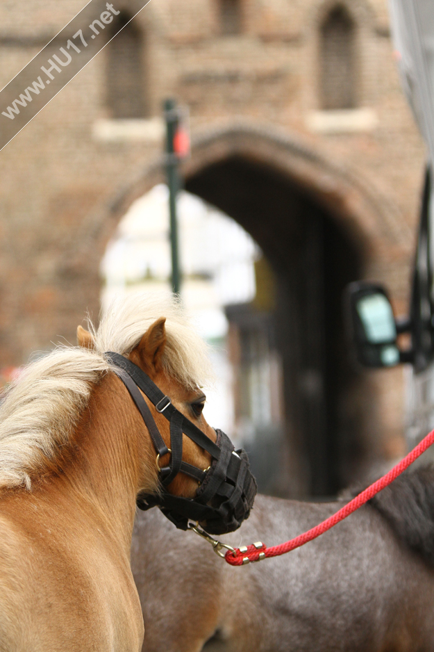 ponies in Beverley