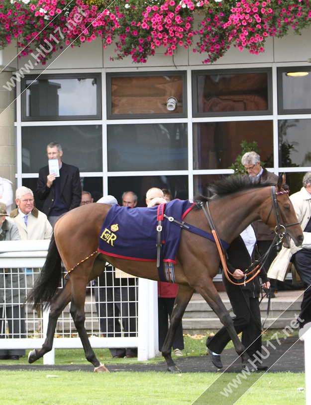 Beverley Races Queens Horse