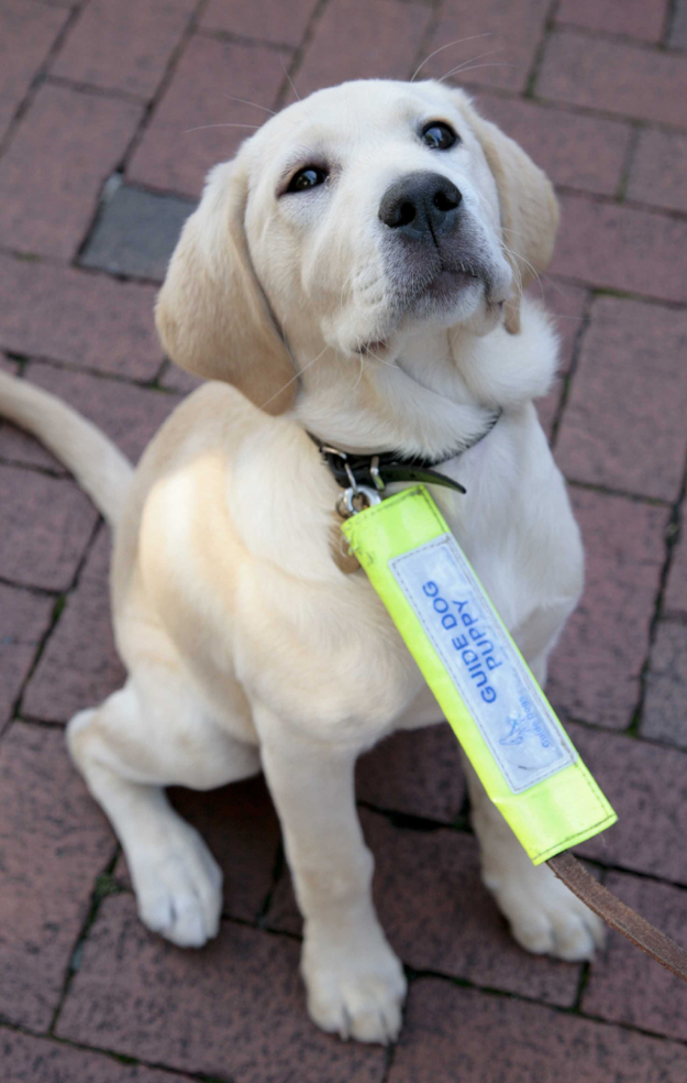 Guide Dogs Appeals For Volunteers In Beverley HU17 It s All 