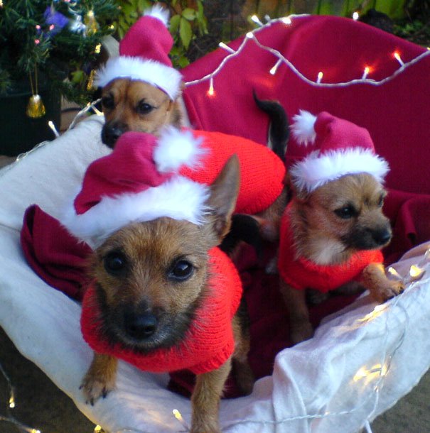 YOUR PICTURES : Santa's Babies