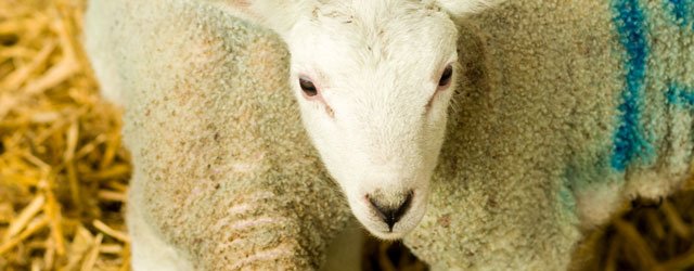 Lambing Sunday At Bishop Burton College