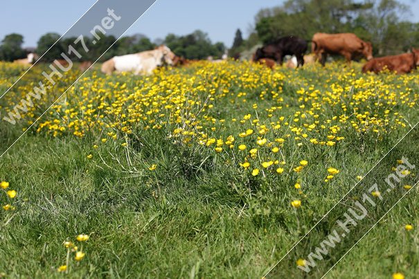 Cows-Westwood-0071