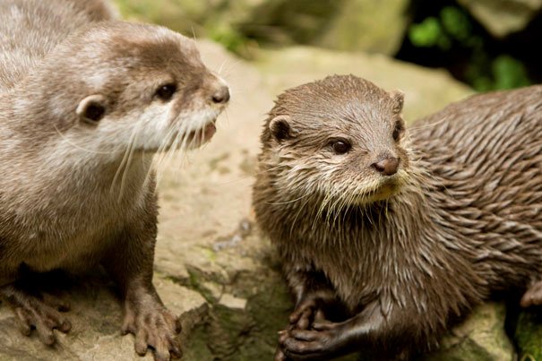 Otterly Brilliant : Otters Get New Home At College