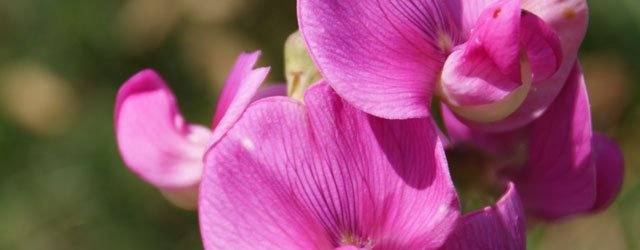 Burton Gardeners’ Club To Hold Sweet Peas Presentation