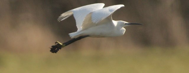 Attractive Long Legged Bird Spotted On Long Lane