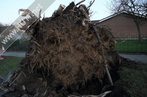 Tree Down Beverley 003