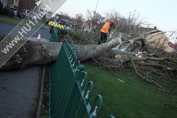 Tree Down Beverley 004