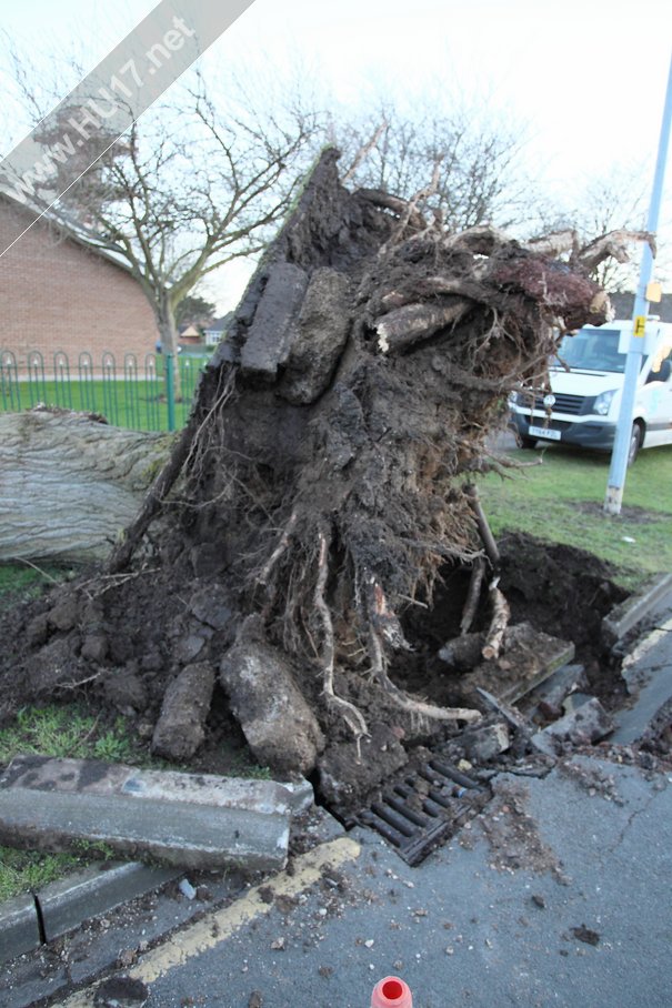 Tree Down Beverley 012