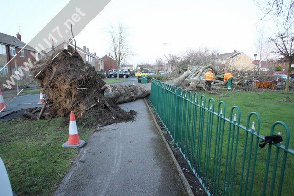 Tree Down Beverley 015