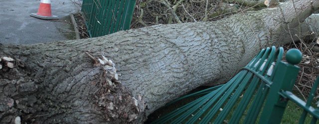 GALLERY : Tree Down Manor Close, Beverley