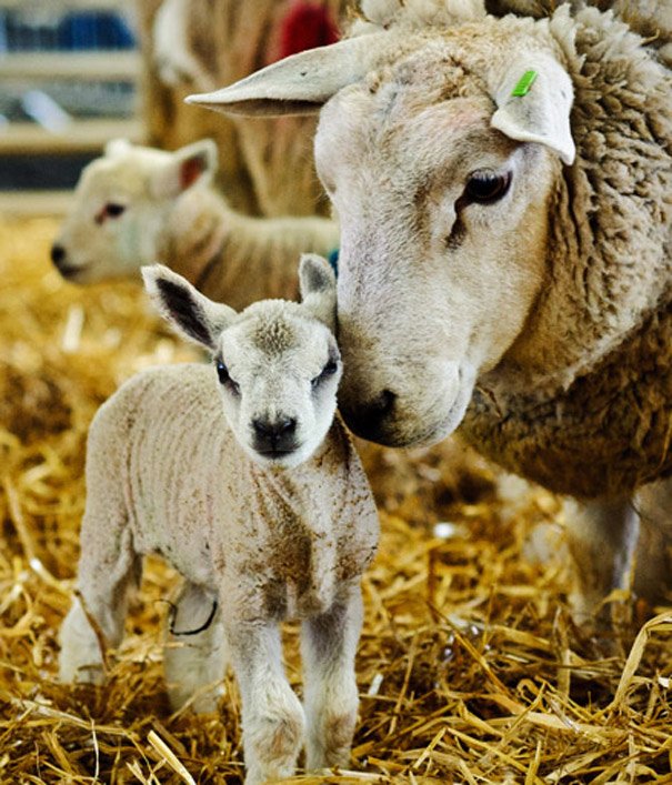 Bishop Burton College’s Diamond Jubilee Lambing Sunday