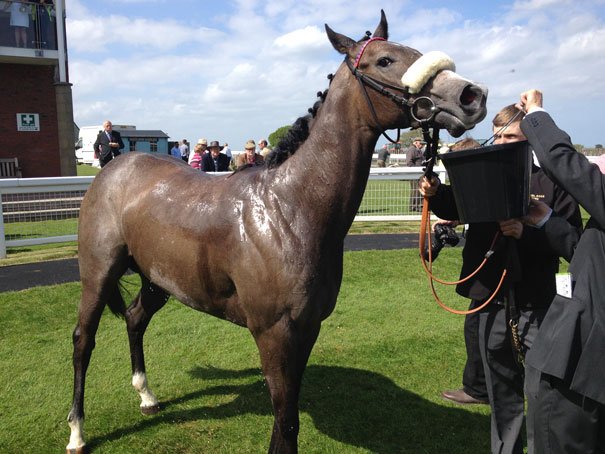 Beverley Races : Angel Delight For Dods