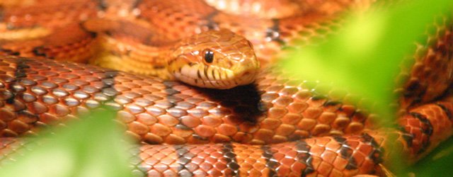 6 Exotic Pets You Didn't Know You Wanted