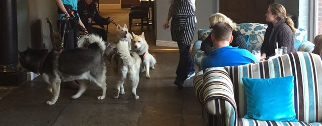 Beverley Arms Rescues Yorkshire Husky Meet