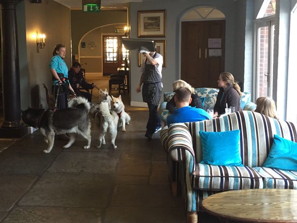 Beverley Arms Rescues Yorkshire Husky Meet