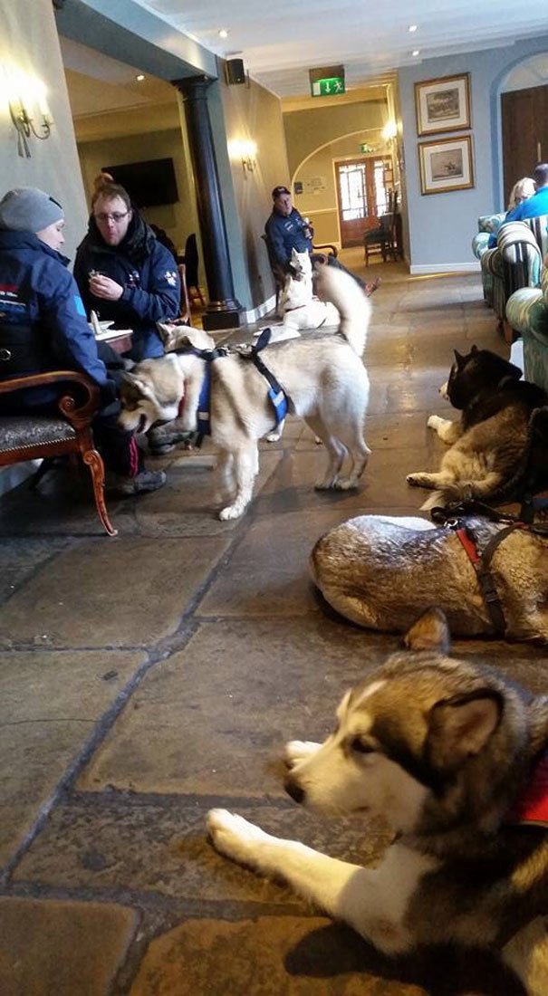 Beverley Arms Rescues Yorkshire Husky Meet