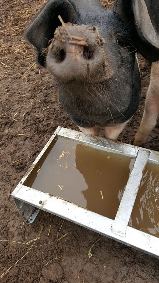 Open Day To Showcase Community Supported Agriculture