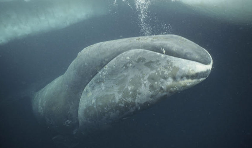 Bowhead Whale Audiovisual Installation Will Provide Mighty Experience