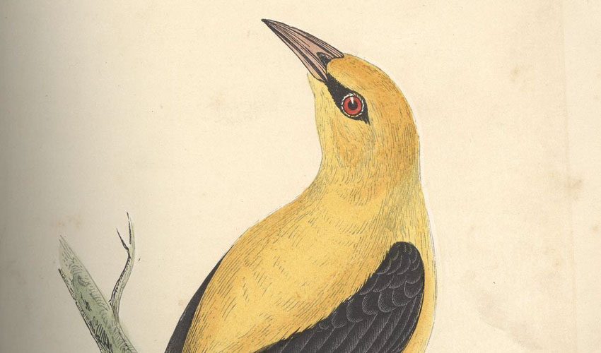 Tales From The Treasure House : Amazing Wildlife Pictures From The 19th Century