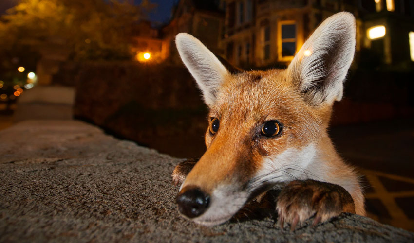 Wildlife Photographer Of The Year Exhibition In Beverley Now Open Every Sunday