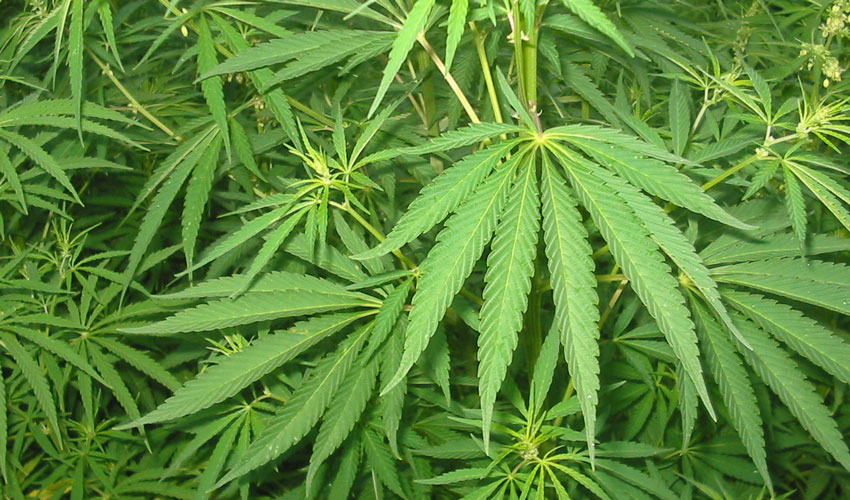 LibDems Will Introduce Legal, Regulated Market For Cannabis