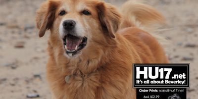 Dog Owners Warned Over Bogus Microchipping Websites