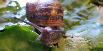 Nature of Animals Tests Local Schools Wild Life Photography Skills