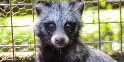 Last Chance To Name The New Arrival At Sewerby Hall And Gardens' Zoo