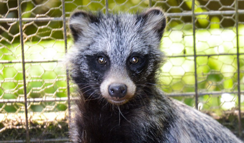 Last Chance To Name The New Arrival At Sewerby Hall And Gardens' Zoo