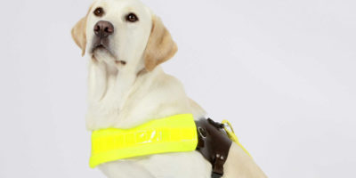 Trainee Guide Dog Seeks Temporary Accommodation In Beverley