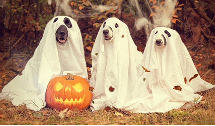 Top 5 Tips To Make The Most Of Halloween As An Adult