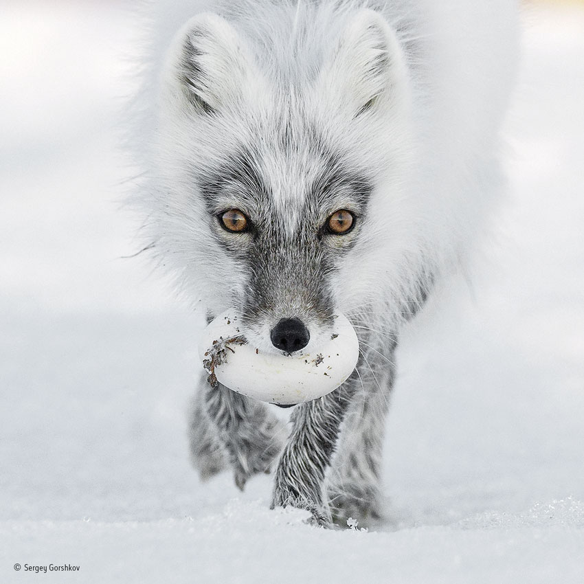 Wildlife Photographer Of The Year Exhibition Heads Back To Beverley