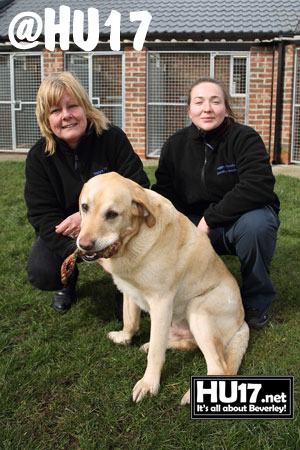 Happy Hounds Celebrates Three Barking Good Years!