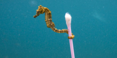 Sewage surfer © Justin Hofman - Wildlife Photographer of the Year