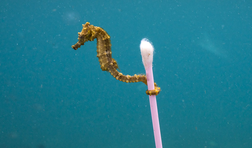 Sewage surfer © Justin Hofman - Wildlife Photographer of the Year