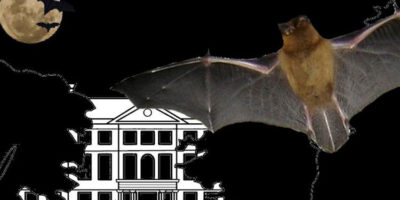 Bat Night At Sewerby Hall And Gardens