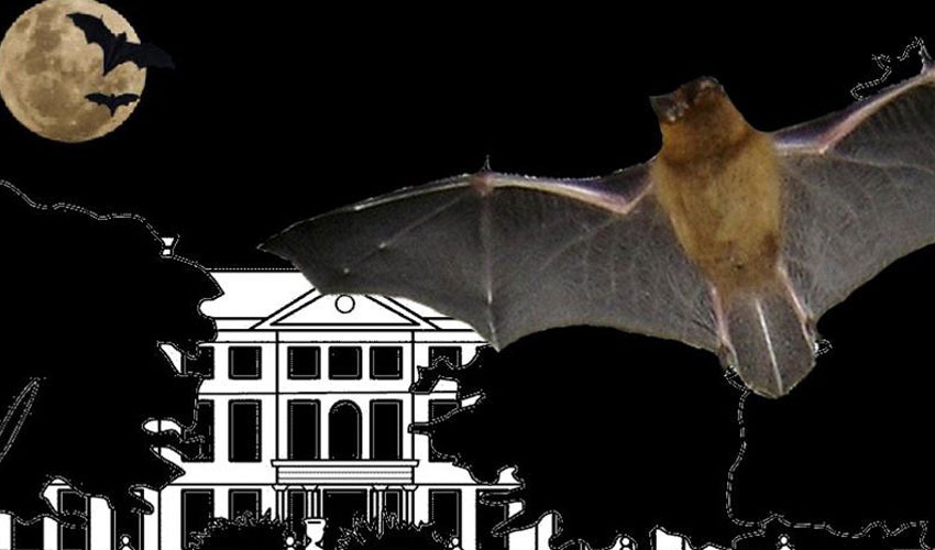 Bat Night At Sewerby Hall And Gardens