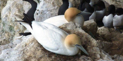 Partnership Welcomes Flamborough And Filey Coast Special Protection Area Designation